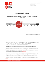 Image result for Angraecopsis gracillima