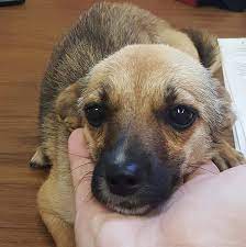 Closed mondays and county holidays. Humane Society Of Raleigh County Photos Facebook