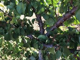 Fruit trees are grown in a variety of shapes, sometimes to please the eye but mainly to encourage fruit production. Learn To Espalier Fruit Trees For Easier Harvest