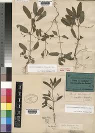 Image result for Justicia matammensis