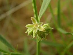 Image result for Limeum