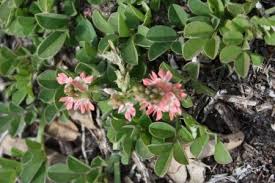Image result for Indigofera spicata