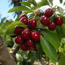 They have showy, fragrant blossoms in spring and delicious fruits in late spring and early summer. Lapins Cherry Tree In 2021 Cherry Tree Fast Growing Trees Fruit Trees