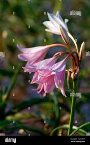 Image result for Crinum paludosum