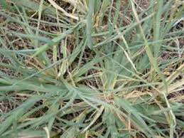 Image result for Chloris pycnothrix