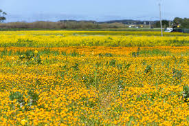 The kids, as always, kept us on our toes. Where To Find The Flower Fields In Northern California