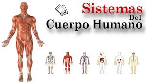 Learn vocabulary, terms and more with flashcards, games and other study tools. Sistemas Del Cuerpo Humano Human Anatomy Quiz Quizizz