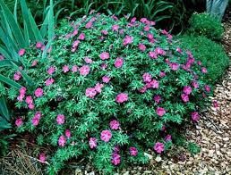 Flowers that bloom all year round in india. 10 Easy Peasy Indian Flowering Plants For Brand New Gardeners Hometriangle