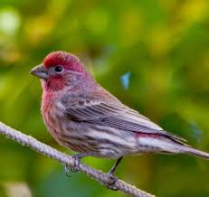 Purple Finch New Hampshire S State Bird Birds State Birds Backyard Birds