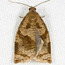 Image result for Archips rosanus