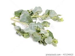 Image result for Atriplex halimus