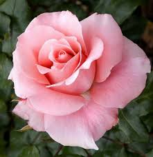 Maybe you would like to learn more about one of these? Sign In Beautiful Pink Flowers Hybrid Tea Roses Beautiful Rose Flowers