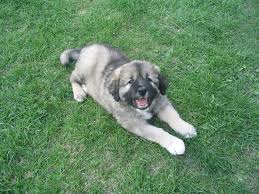 Find dogs for sale in penticton, british columbia on oodle classifieds. Caucasian Shepherd Puppies Everything You Need To Know The Dog People By Rover Com