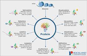 Many data fields are hyperlinked to other databases (e.g. Post Translational Modification Ptm Antibodies