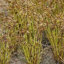 Image result for Cyperus pectinatus