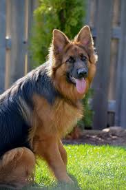 Long Hair Long Coat Stock Hair Etc German Shepherd Dog Forums Black German Shepherd Dog German Shepherd Dogs Dogs