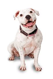 A pit bull that receives attention, firm training, and thorough socialization makes a wonderful family guardian that is trustworthy with children. Pittie Posse Rescue Home Pittie Posse Rescue