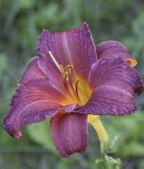 Purple flowers that look like lilies. Purple Flower Names Enlisted With A Beautiful Photo Gallery Gardenerdy