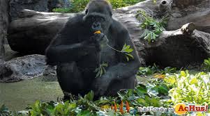 Resultado de imagen de imagenes de loro parque