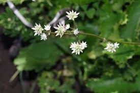 Image result for Alepidea amatymbica