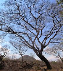 Image result for Brachystegia microphylla