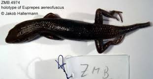 Image result for Stipularia africana