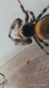 We did not find results for: Royal Jumping Spiders Pet Breeder London