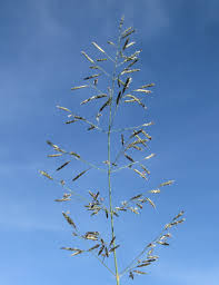 Image result for Eragrostis cylindriflora