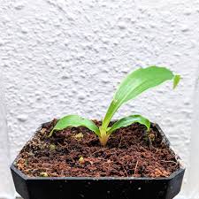 Image result for Chlorophytum affine