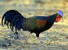 Diambil dari dvd koleksi abadi lagu taman. Ayam Hutan Hijau Ebird