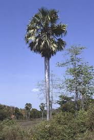 Image result for Borassus aethiopum