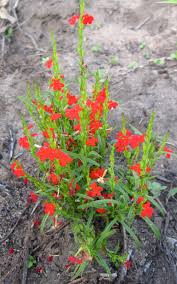 Image result for Striga chrysantha