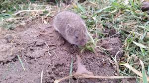 In fact, they can go several days without eating. Voles How To Get Rid Of Voles In The Yard Or Garden The Old Farmer S Almanac