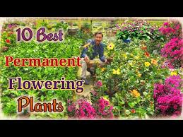 If you have ever suspended the pit from an avocado over water in a glass, or grown a sweet potato plant in water as part of a classroom. 10 Best Permanent Flowering Plants You Can Grow In March Youtube