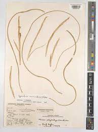 Image result for Moraea simulans