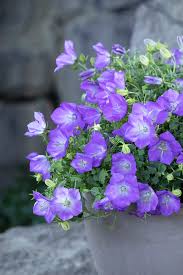 Rapido Blue Bellflower Monrovia Rapido Blue Bellflower Monrovia Plants Plants Bellflower