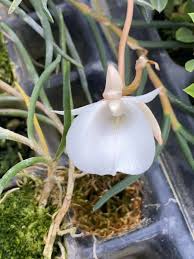 Image result for Angraecum conchiferum