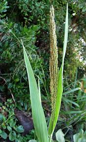 Image result for Panicum carneovaginatum