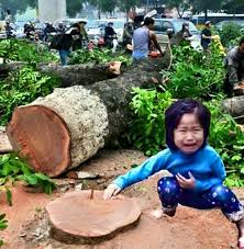 Kết quả hình ảnh cho chặt không cần xin ý dân