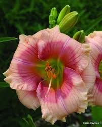 Janice Brown Daylily Day Lilies Daylilies Lily Garden