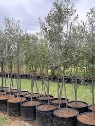 Image result for Olea capensis