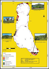 Image result for Erythroxylum platycladum