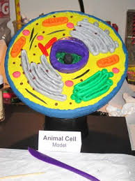 Maybe you would like to learn more about one of these? Slideshow Image Animal Cell Project Animal Cell Animal Cells Model