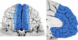 When engineering draftsman harry beck debuted this map back in the. Anatomical Map Of The Human Medial Prefrontal Cortex An Approximate Download Scientific Diagram