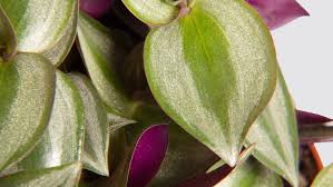 Image result for Tradescantia zebrina