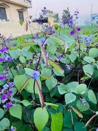 Image result for Dolichos angustifolius