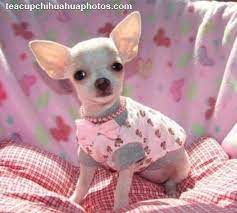 Image Detail For Pictures Of Baby Chihuahuas Fotos De Perros Chihuahua Perrito Yorkie Perros Chiguagua