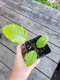 Image result for Pachylobus