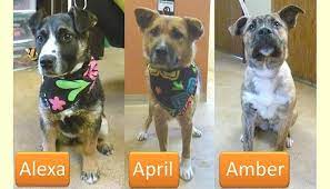 Tri County Humane Society