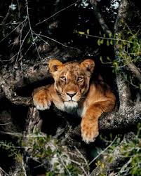 Pin By Erika Vital Saleh On Animales Hermosos Animals Wildlife Animals Animal Photography